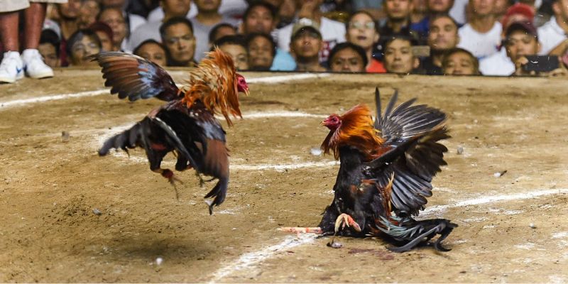 Các Lời Khuyên Hữu Ích Khi Tham Gia Đá Gà H3bet
