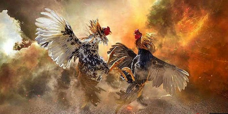 Cách Thực Hiện Đá Gà H3bet