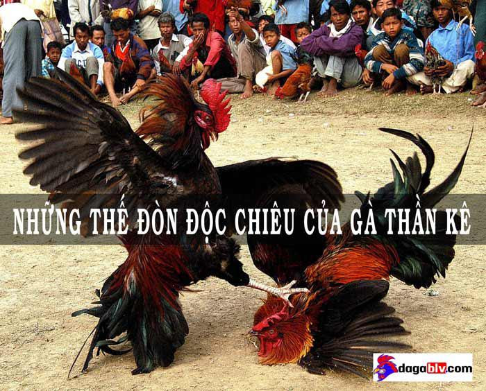Những Lợi Ích Khi Tham Gia Đá Gà Đòn